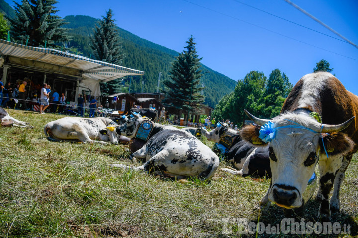 A Pragelato c'è Miss Mucca: la novità della 24ª edizione è Miss Manza