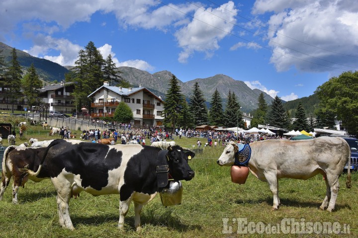Miss Mucca a Pragelato: l'applausometro eleggerà la Regina delle Alpi per celebrare il lavoro dei margari