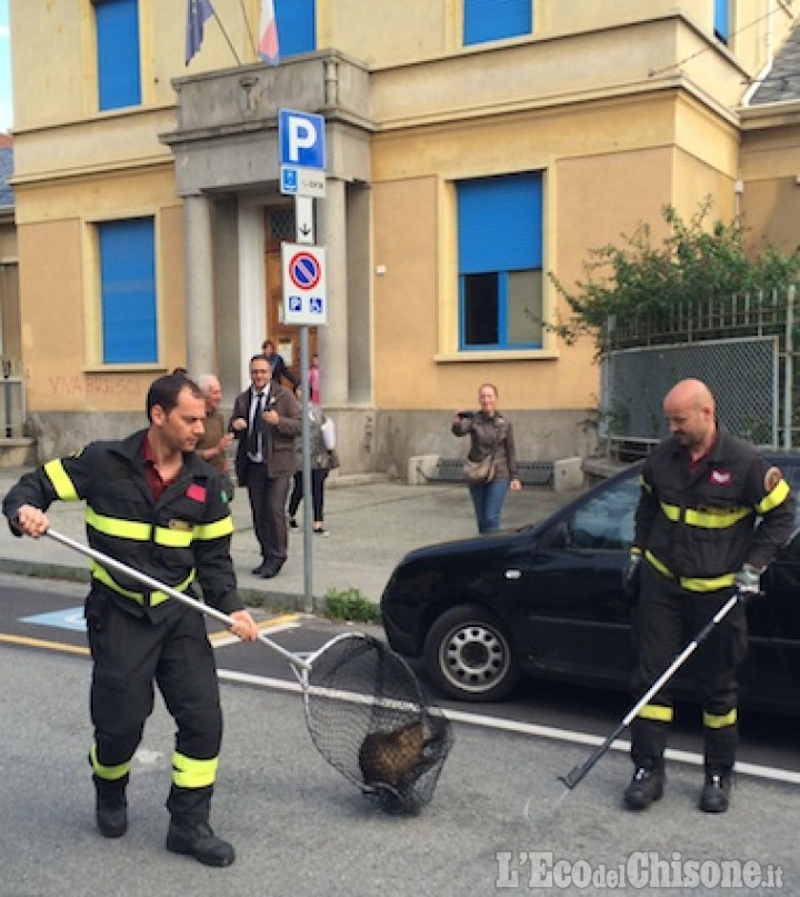 Pinerolo: nutria in centro, catturata dai Vigili del Fuoco