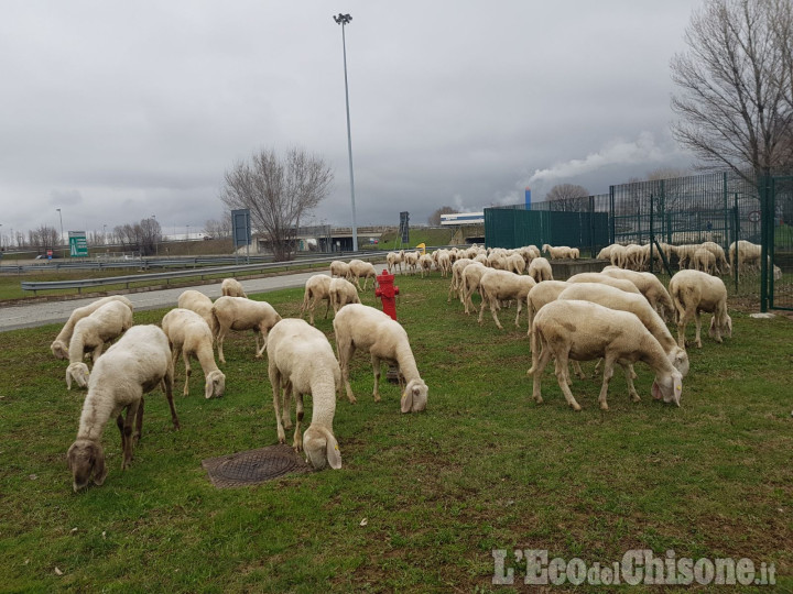 Orbassano: un gregge di pecore rischia di invadere la tangenziale sud