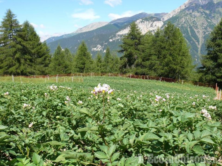 Gusta Pragelato presente i prodotti e i produttori del Parco Alpi Cozie