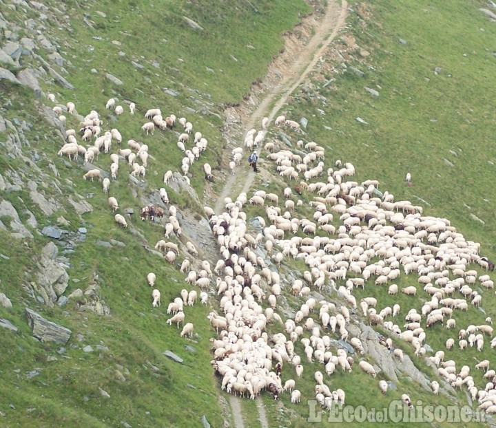 Ancora il lupo, strage di pecore in Alta Val Pellice