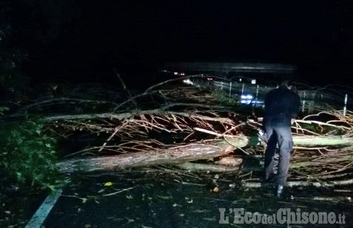 Orbassano: alberi abbattuti da un violento nubifragio