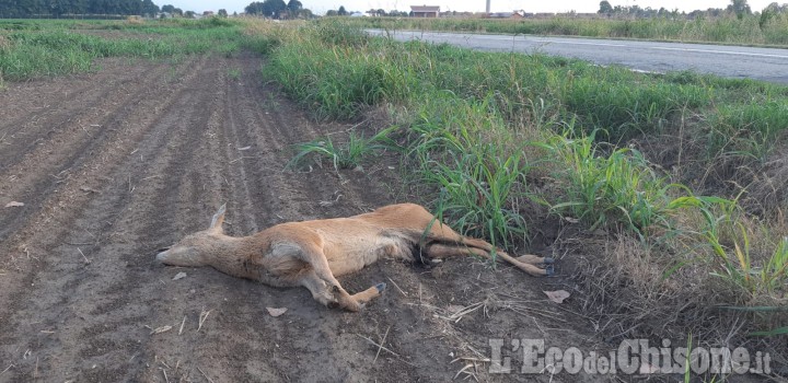 Vinovo: capriolo investito e lasciato a bordo strada