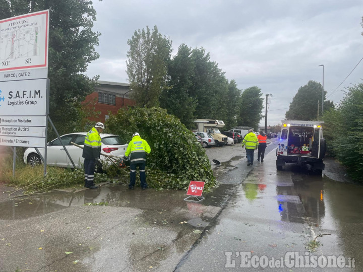 None: in via Gallino alberi caduti a causa del temporale