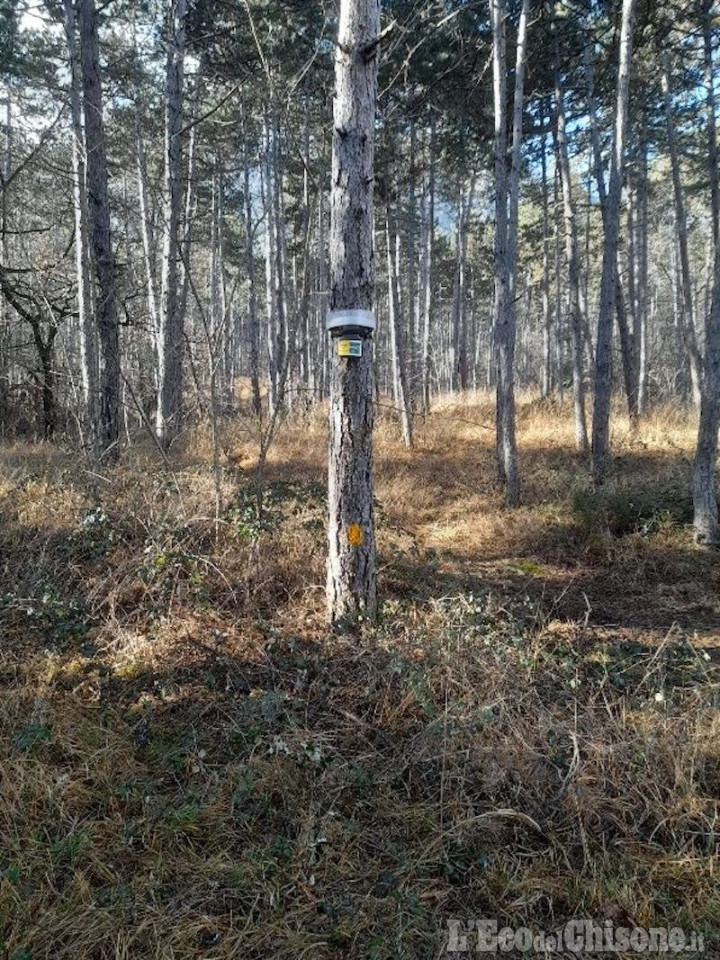 Piossasco: sul monte san Giorgio installate le trappole contro la Processionaria