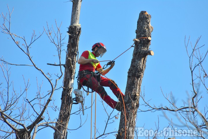 Villar Pellice: lo show dei tree climbers