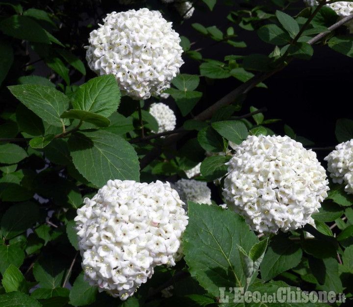 La foto vincitrice della settimana: primavera? raccontala con un fiore