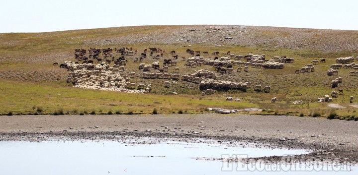 16 agnellini predati all'Assietta a fine luglio: sono stati i lupi, probabilmente cuccioli