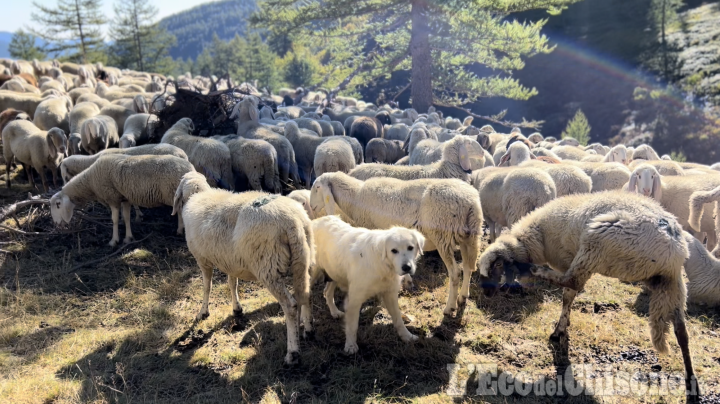 Il patentino: corso di formazione per conduttori i cani da guardiania anti lupo