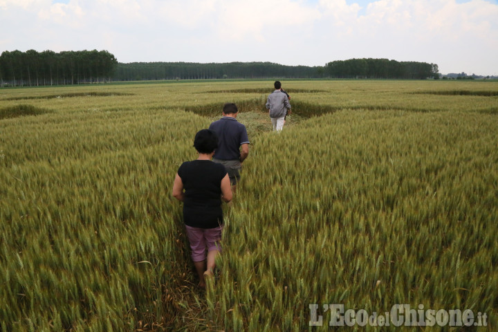 Scalenghe: in visita al cerchio nel grano