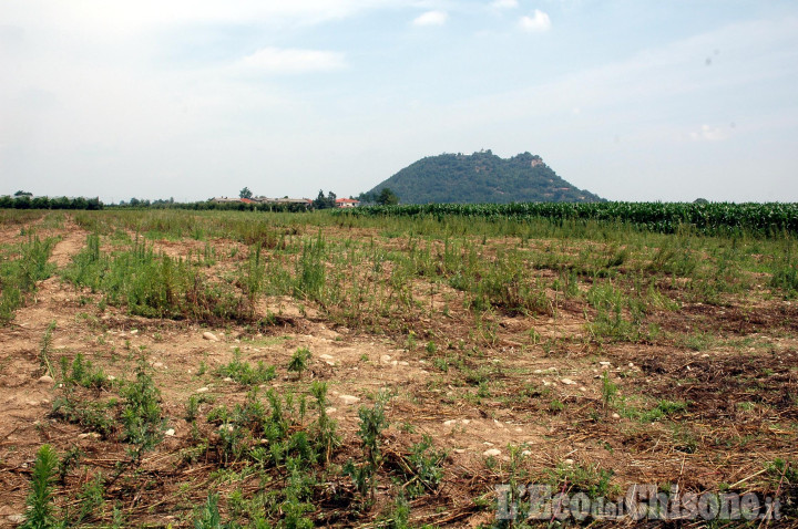 La siccità prosciuga anche le botti: Regione chiede stato di calamità naturale