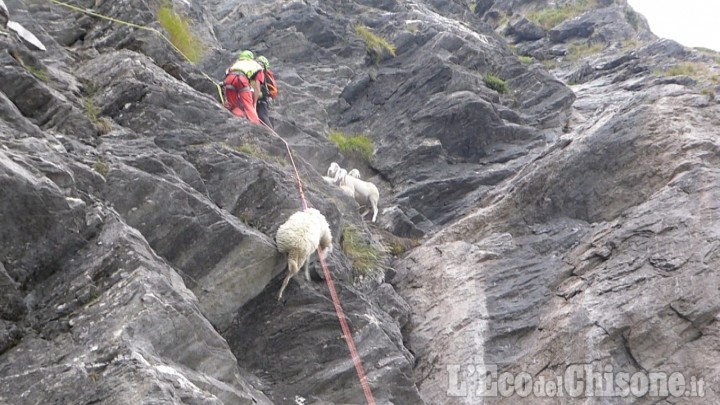 Dieci pecore salvate dal Soccorso alpino su una parete rocciosa a Salza di Pinerolo