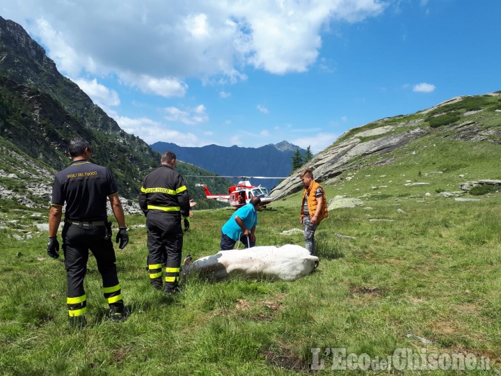 Prali: soccorsa una vacca con l&#039;elicottero dei Vigili del fuoco