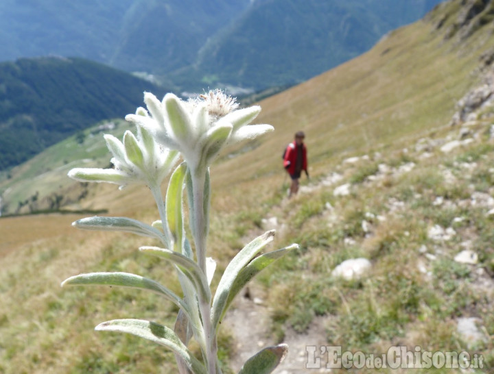 La foto vincitrice della settimana: stelle alpine a fine stagione