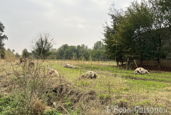 Lupi a Pinerolo: strage di pecore al Torrione