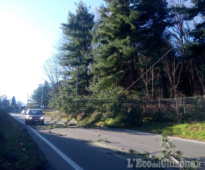 Bricherasio: alberi in strada abbattuti dal vento