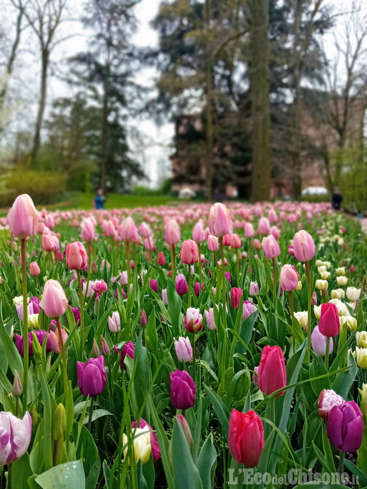 100 mila tulipani colorano il parco del castello di Pralormo