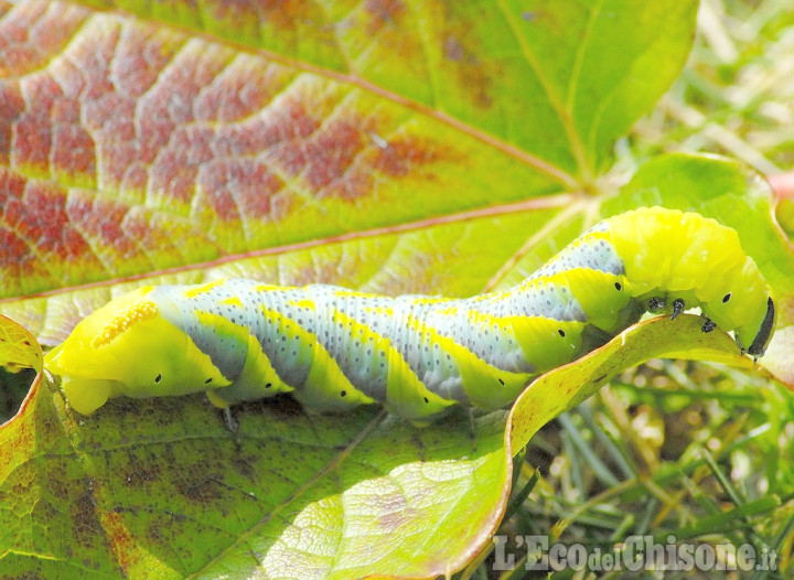 La foto vincitrice della settimana: tutti i colori dell&#039;autunno