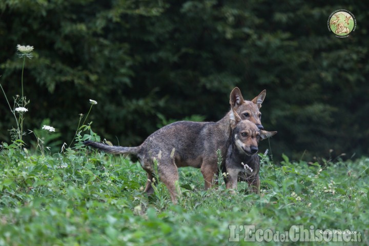 A Villar Perosa la storia (vera) di due cuccioli di lupo