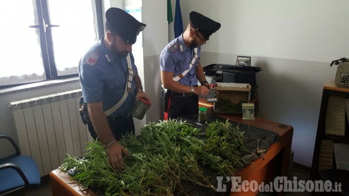 Valgioie: scoperta dai carabinieri piantagione di marijuana