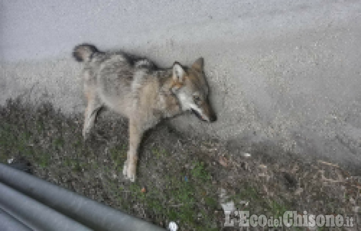 Carcassa segnalata in bassa Val Chisone, Federcaccia: «Il 30º lupo morto in Piemonte 