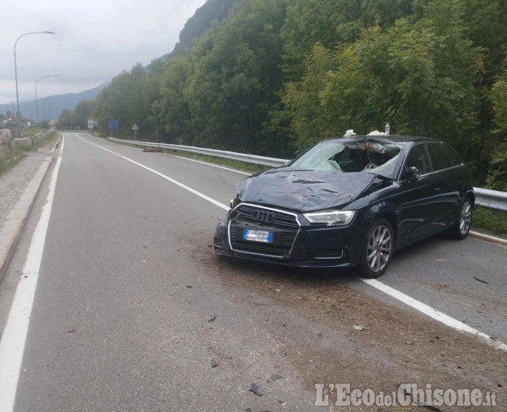 Val Chisone, auto investe cervo a Villaretto: conducente in ospedale