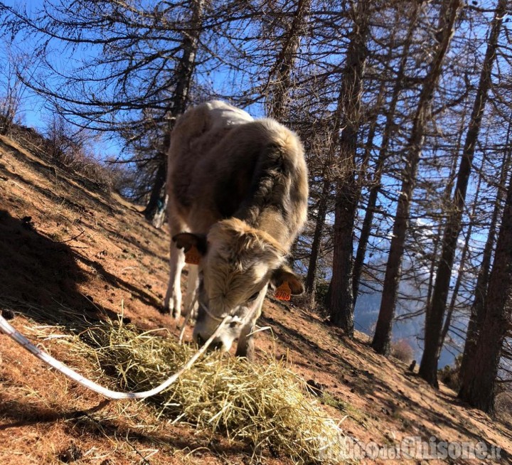 Pragelato, vitello recuperato dopo mesi di fuga in alta quota all'Alpe Giarasson