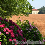 Pinerolo : Al Torione per la fioritura delle ortensie