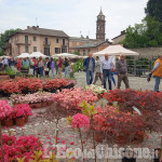 Cavour in fiore