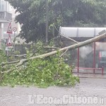 Maxi acquazzone e grandine nella cintura sud, un albero caduto sulla pensilina di viale Kennedy