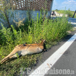 Vinovo: una carcassa di capriolo davanti a casa