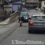 Pragelato: vacche spezzano il filo elettrificato e invadono la strada