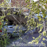 Volvera: albero cade per il forte vento e finisce su un'auto in via Garibaldi