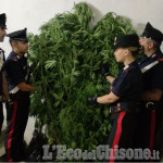 Porte: coltivava piante di marijuana, arrestato 56enne di Pramollo