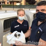 Volvera: gattino gettato nella spazzatura, salvato dagli agenti di Polizia locale