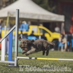 Gare cinofile a Pragelato: Agility e Hoopers al Villaggio Kinka