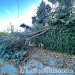 Pinerolo: le raffiche di vento stanno causando ingenti danni, molti alberi sradicati 