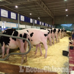Buriasco, l&#039;allevamento Beltramino al top alla fiera di Cremona