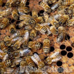 Pragel Miele: attività con gli apicoltori