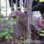 Luserna S.G.: Vigili del fuoco salvano capriolo incastrato nella ringhiera