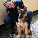 Pinerolo: arriva Faida, il cane antidroga e ricerca persone in dotazione alla Polizia Locale 