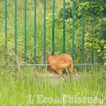 È tornato libero il capriolo incastrato nella recinzione dell'Irccs di Candiolo