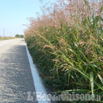 Buriasco-Cercenasco: le erbe invadono la strada, per i ciclisti sempre più rischi