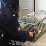 Nichelino: coniglietto domestico abbandonato salvato da Polizia locale