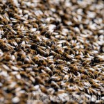 Stupinigi: si parla di apicoltura alla Palazzina di Caccia