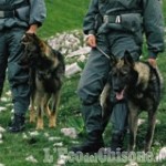 Cani avvelenati a Usseaux: la Forestale ha trovato le sostanze velenose