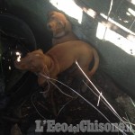 Nichelino: la Polizia locale salva due cagnolini abbandonati  in un fosso
