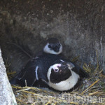 Il bioparco Zoom: «Vendesi habitat per pinguini»