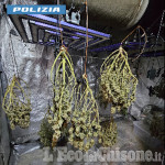 Coltivavano marijuana in una cascina nel pinerolese, due uomini arrestati dalla Polizia